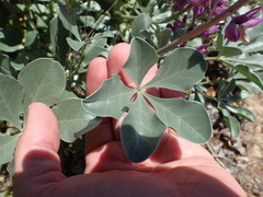 Lupinus sericatus