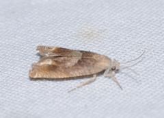 Eucosma conterminana