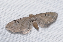 Eupithecia assimilata