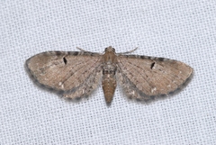 Eupithecia assimilata