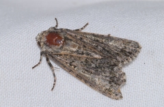 Craniophora ligustri
