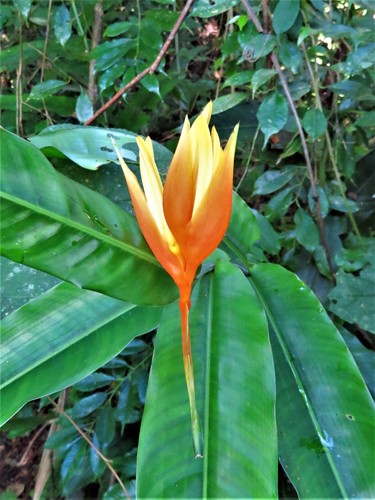 Heliconia aurantiaca, photograph 6