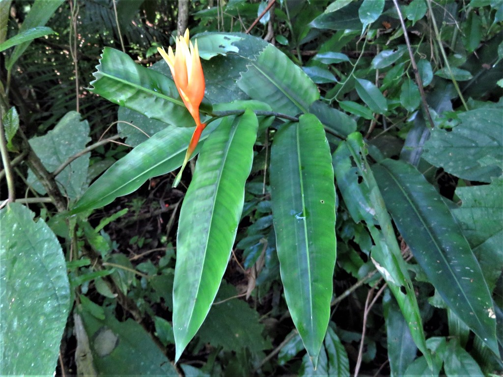 Heliconia aurantiaca; photograph (c) Annika Lindqvist, some rights reserved (CC BY)