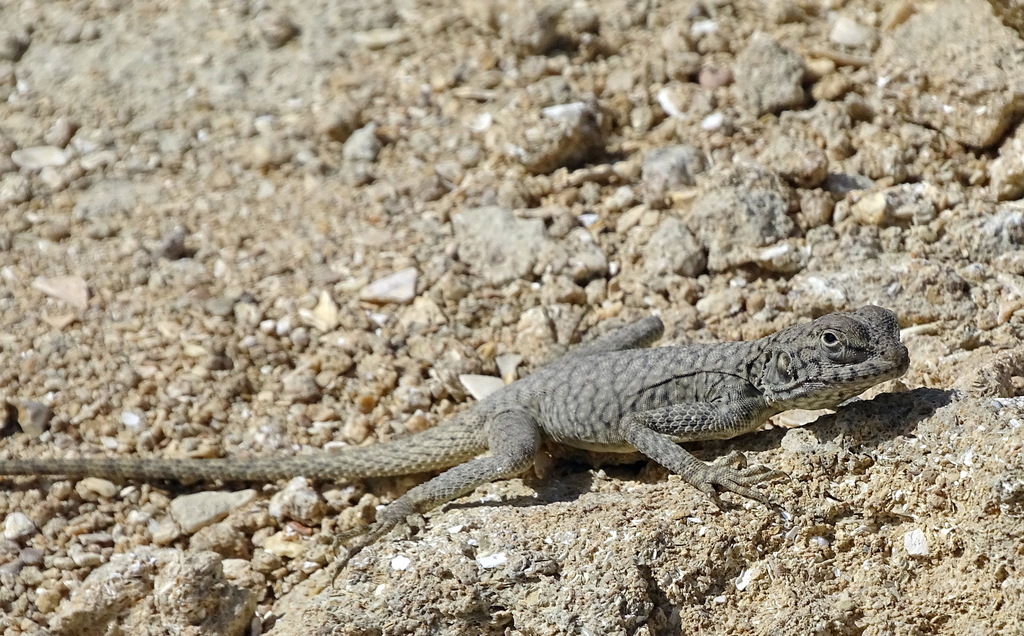 Black agama