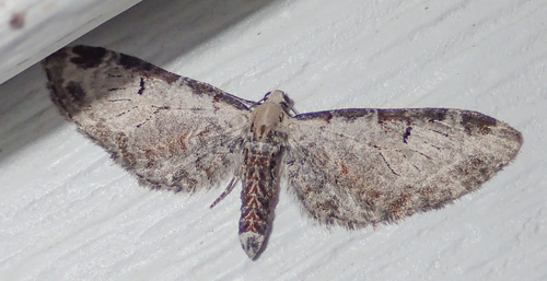 Eupithecia nevadata photo 4