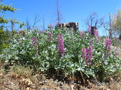 Lupinus sericatus