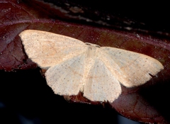 Cyclophora punctaria