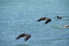 Pelecanus occidentalis