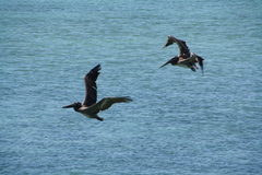 Pelecanus occidentalis