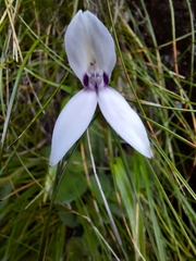 Brownleea macroceras