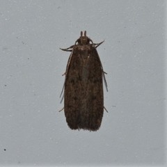 Glyphidocera juniperella