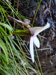 Brownleea macroceras