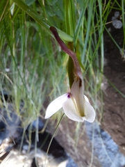 Brownleea macroceras