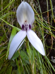 Brownleea macroceras