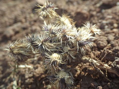 Lepidagathis trinervis