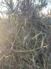 Tillandsia intermedia