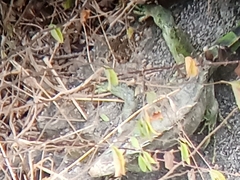 Iguana iguana