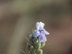Lavandula bipinnata
