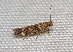 Caryocolum alsinella