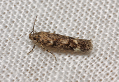 Caryocolum alsinella