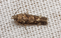 Caryocolum alsinella