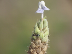 Lavandula bipinnata