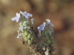Lavandula bipinnata