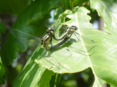 Trigomphus citimus