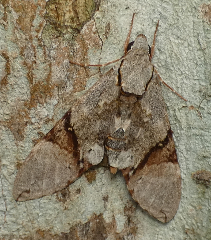 Manduca lefeburii