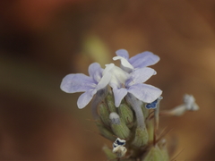 Lavandula bipinnata