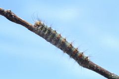 Lymantria dispar