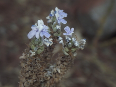 Lavandula bipinnata