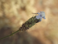 Lavandula bipinnata
