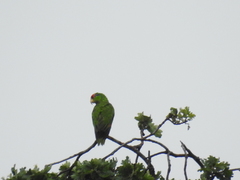 Amazona viridigenalis