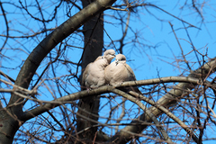 Streptopelia decaocto