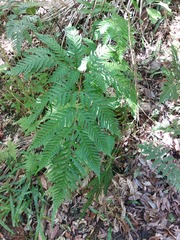 Pteris carsei