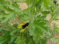 Libelloides sibiricus
