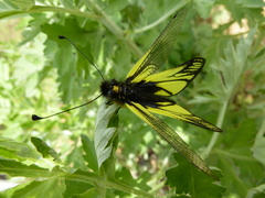 Libelloides sibiricus