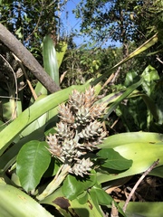 Wittmackia antillana
