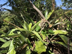 Wittmackia antillana