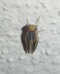 Peplomyza