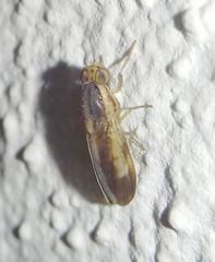 Peplomyza