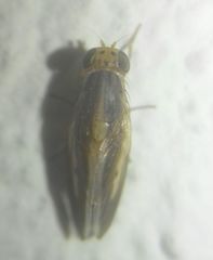 Peplomyza