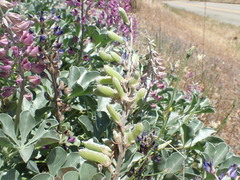 Lupinus sericatus