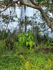 Heptapleurum actinophyllum