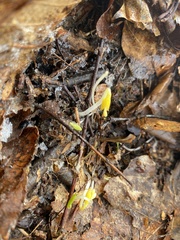 Claytonia caroliniana