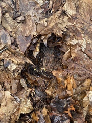 Claytonia caroliniana