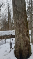 Arthonia arthonioides