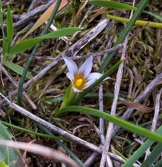 Romulea columnae columnae