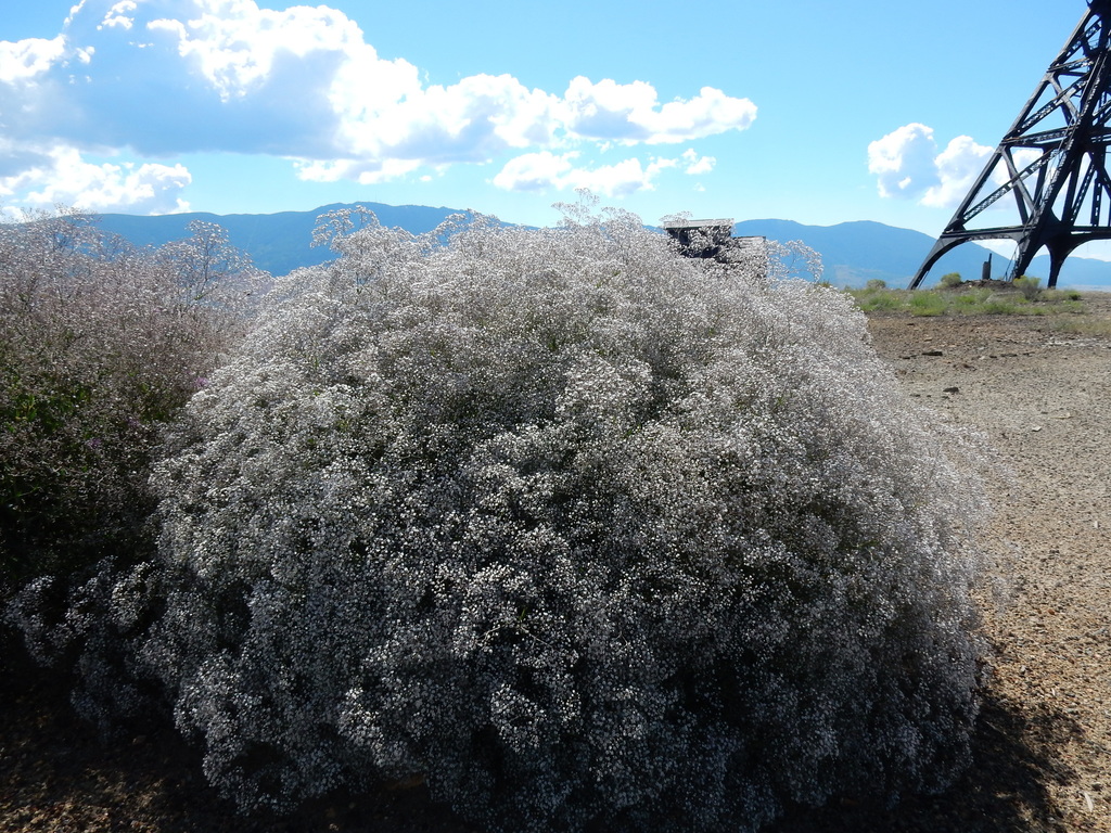 Baby's Breath (Black Hills Invasive Plant Guide) · iNaturalist